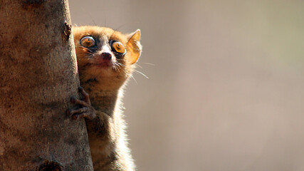 Fauna © photos4nature