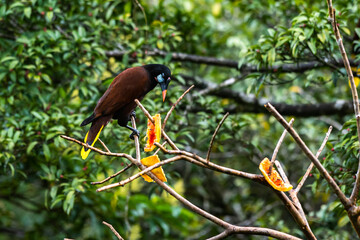 Beautiful close up view of a Oropendola (Psarocolius) feeding in the rainforest of Costa Rica 