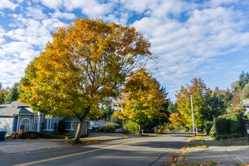 Roadside Autumn Trees 5