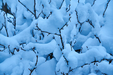 Fototapeta na wymiar Branches of a tree in the snow