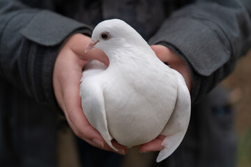 A white dove in the girl's hands