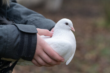 A white dove in the girl's hands
