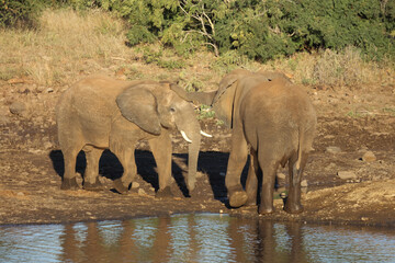 Fototapeta premium Afrikanischer Elefant / African elephant / Loxodonta africana