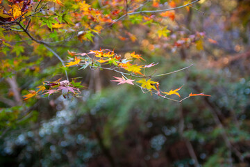 秋の紅葉