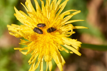 Vierpunktige Kiefernprachtkäfer (Anthaxia quadripunctata)