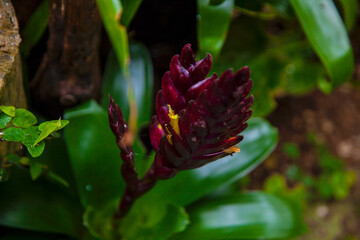 close up flaming torch. red flower. botany