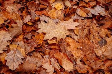 Fresh Dew drops and snow on fall colored leaves, Orange, Yellow and red maple autumn leaves lie on the ground. Maple and oak leaves fell from the trees under feet. Autumn composition, pattern