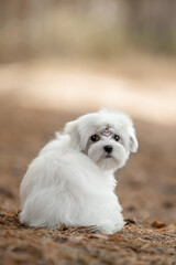 Maltese dog in the forest