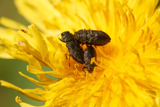 Vierpunktige Kiefernprachtk&auml;fer (Anthaxia quadripunctata)