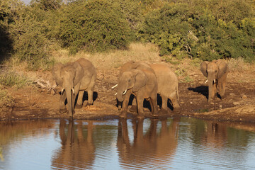 Obraz premium Afrikanischer Elefant / African elephant / Loxodonta africana