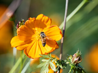 Japanese honey bee flies into golden cosmos 1
