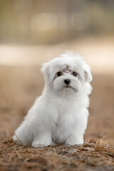 Maltese dog in the forest