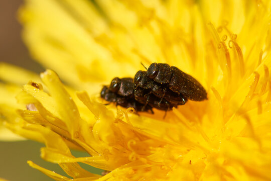 Vierpunktige Kiefernprachtk&auml;fer (Anthaxia quadripunctata)