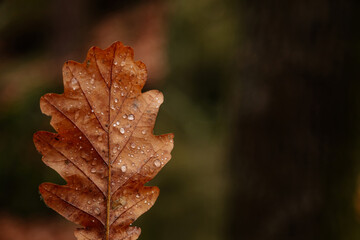 Dry fallen orange oak leaves with dew. Rain water drop on an autumn leaf close-up. Autumn nature background. Autumn composition or pattern, Czech Republic
