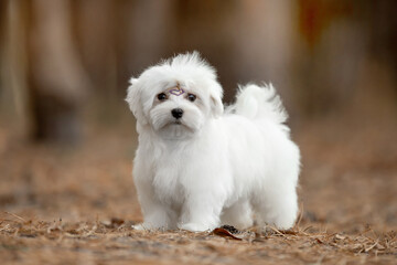 Maltese dog in the forest