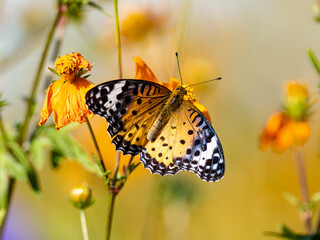Tropical fritillary butterfly on golden cosmos 12