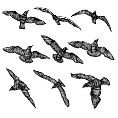 Set of birds flock, flying seagulls, hand drawn textured sketch of sea marine birds. Concept for sail or sailor lifestyle. Vector.