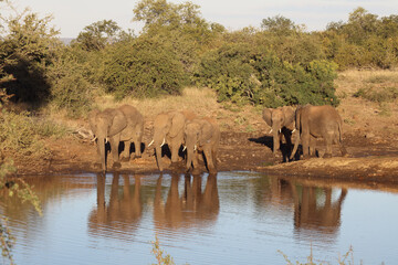 Obraz premium Afrikanischer Elefant / African elephant / Loxodonta africana