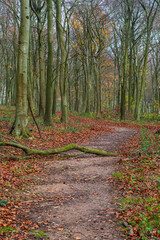 A Woodland Path