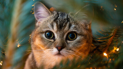 young cat with big beautiful eyes sits on a Christmas tree - 396153927