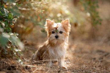 Beautiful little dog running in the forest