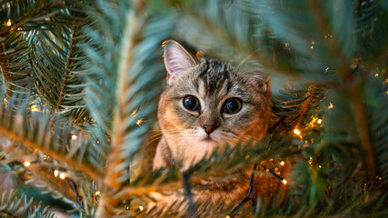 young cat with big beautiful eyes sits on a Christmas tree - 396154147