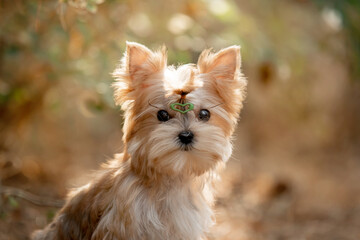 Beautiful little dog running in the forest