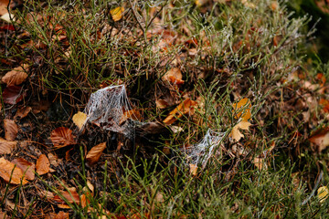 Close up of a spiders white cobweb covered with frost and ice crystals against a brown background in the countryside, Frozen spider web on grass in a woods in cold day, Frozen nature