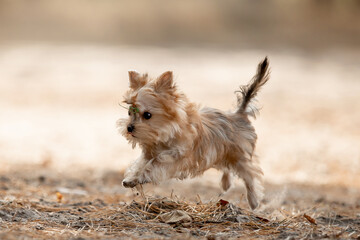 Beautiful little dog running in the forest