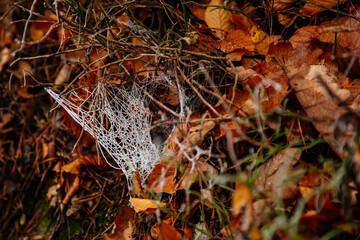 Close up of a spiders white cobweb covered with frost and ice crystals against a brown background in the countryside, Frozen spider web on grass in a woods in cold day, Frozen nature