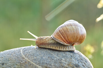  snail crawling on the stone