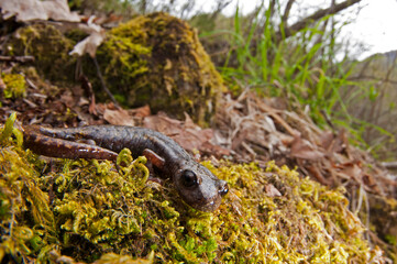 North-west italian cave salamander (Hydromantes strinatii) in its habitat, Liguria, Italy.