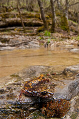 North-west italian cave salamander (Hydromantes strinatii) in its habitat, Liguria, Italy.
