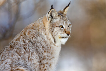 Closeup of alert brown furry lynx looking away