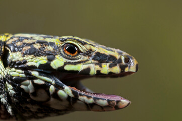 Common wall lizard (Podarcis muralis) male portrait, Liguria, Italy.