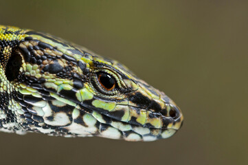 Common wall lizard (Podarcis muralis) male portrait, Liguria, Italy.