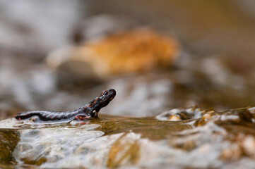 Northern spectacled salamander (Salamandrina perspicillata), Liguria, Italy.