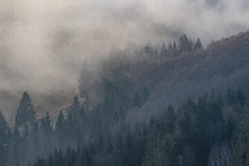 Waldstück mit Nebel im Schwarzwald