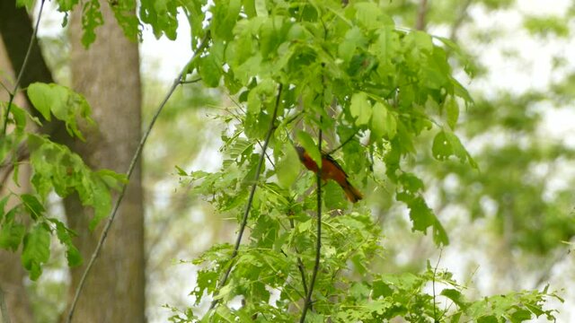 Cute bird with a woorm in it&acute;s beak jumping between branches before flying away out of frame