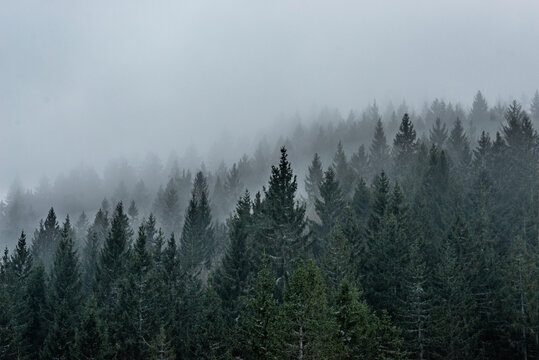 B&auml;ume mit Nebel im Schwarzwald