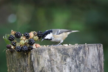 Coal tit feeding in the garden