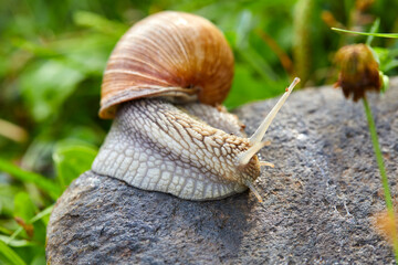  snail crawling on the stone