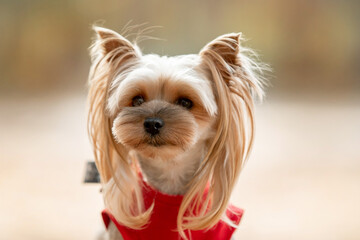 Beautiful little dog running in the forest