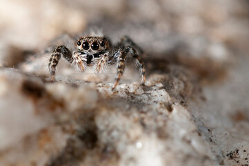 Jumping spider (Salticidae family).