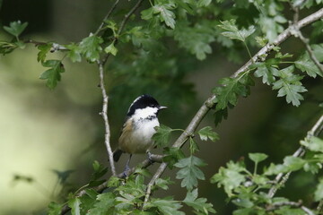 Coal tit feeding in the garden