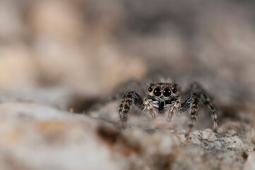 Jumping spider (Salticidae family).