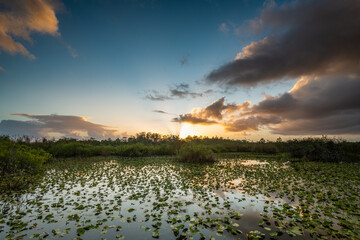 Naklejka premium Sunrise Bursts Over Lilly Pond