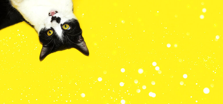Surprised cat over yellow background, cropped shot, horizontal view. Animals, pets, advertising background concept.