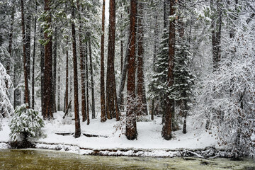 Snow Falls into Forest of Yosemite Valley