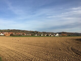 Krähen laufen über ein abgeerntetes Feld auf der Neckarhalde in Esslingen 